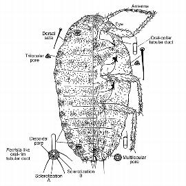   Ferrisia terani  
 Illustration from Kaydan and Gullan (2012) 
 (c) Magnolia Press 